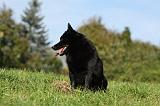 SCHIPPERKE 712